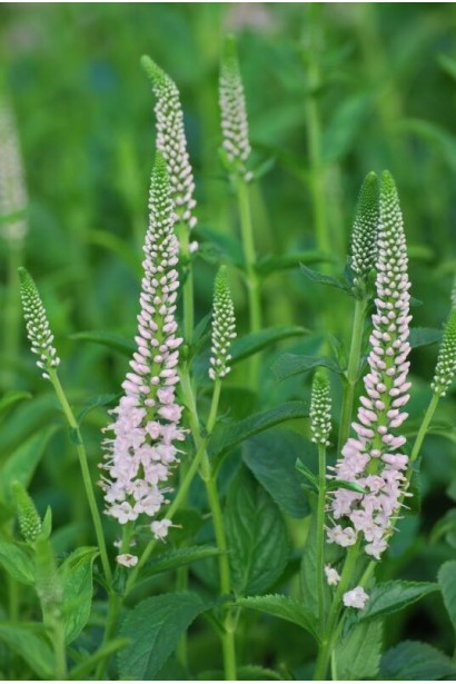 Вероніка колосиста Фірст Чойс (світло-рожева)